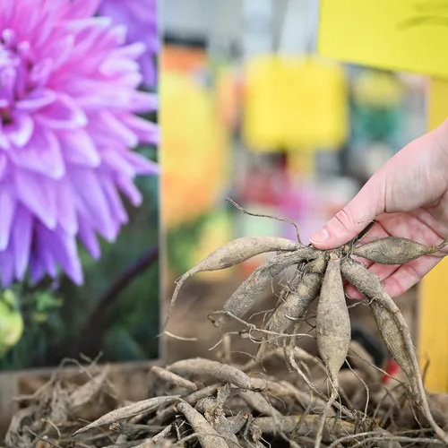 BlühÖ25_QuelleMesseWels (28).jpg