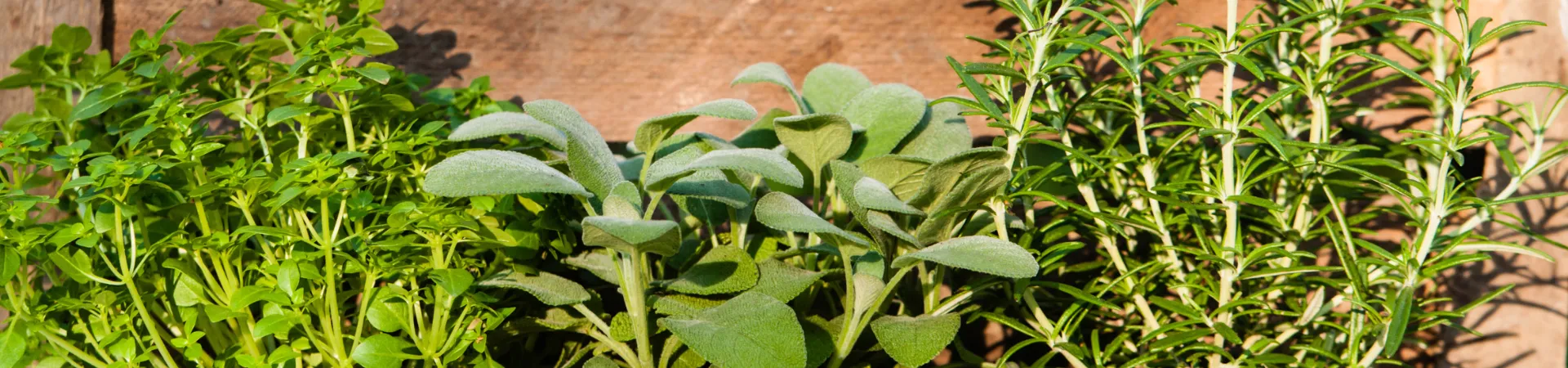 Headerbilder Website (9).png