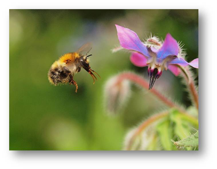 Bodenbündnis Oberösterreich