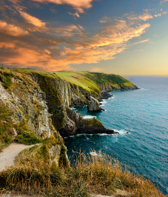 Die Zauberpflanzen Irlands